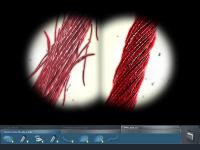 Haz click en la imagen para agrandarla CSI: Crime Scene Investigation